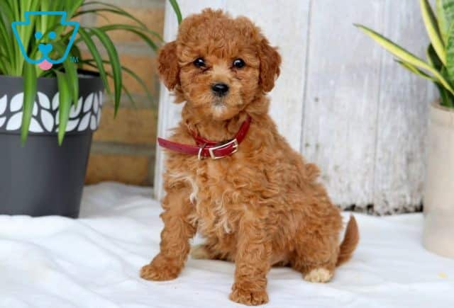 Sophia Mini Goldendoodle 1-001