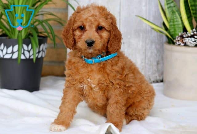 Sparky Mini Goldendoodle 1-001
