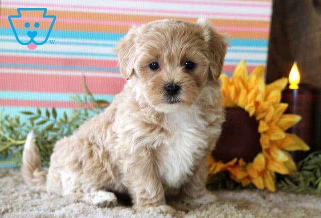 Star Maltipoo
