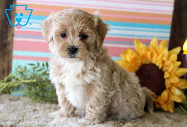 Star Maltipoo2