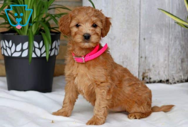 Starla Mini Goldendoodle 1-001
