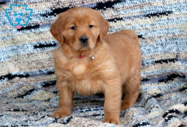 Taz Golden Retriever 1-001