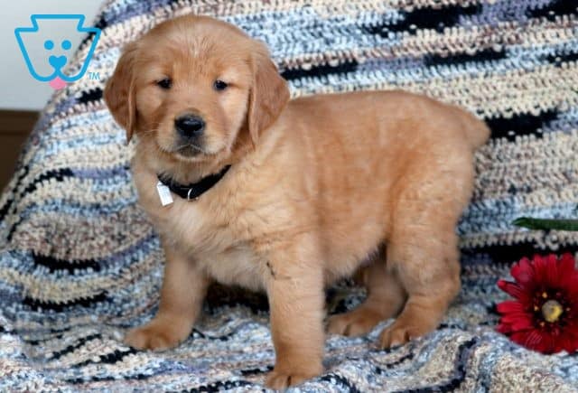 Tike Golden Retriever 1-001
