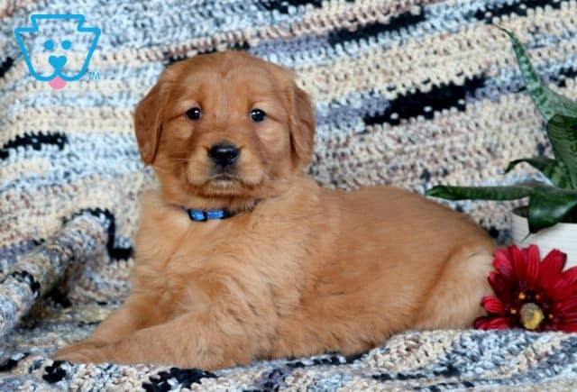 Tink Golden Retriever 1-001