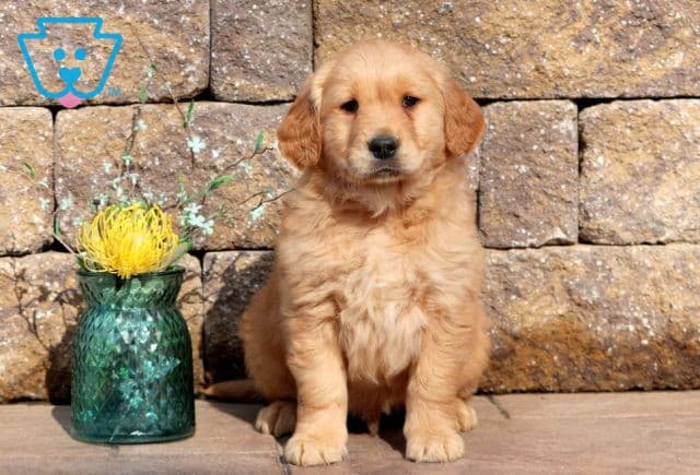 Wes Golden Retriever 1-001