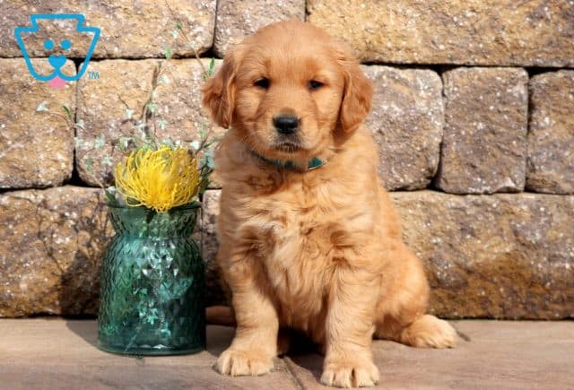Willis Golden Retriever 1-001