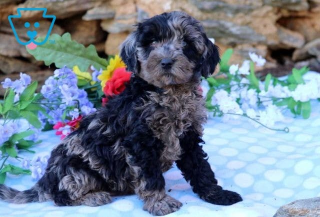 Ace Mini Goldendoodle
