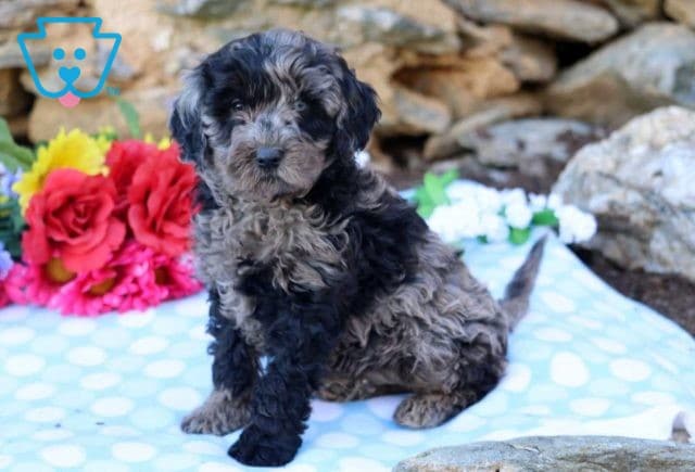 Ace Mini Goldendoodle2