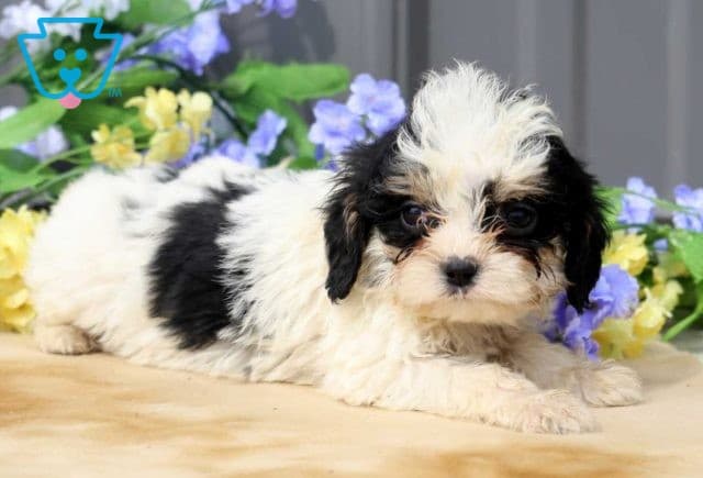 Aj Cavapoo