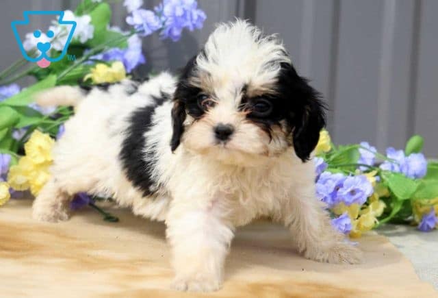 Aj Cavapoo2