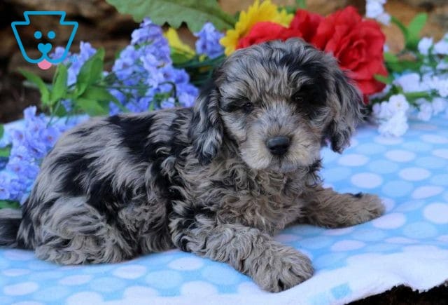 Alby Mini GOldendoodle