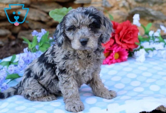 Alby Mini GOldendoodle2