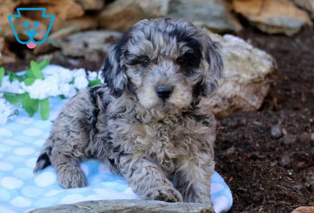 Alby Mini GOldendoodle3