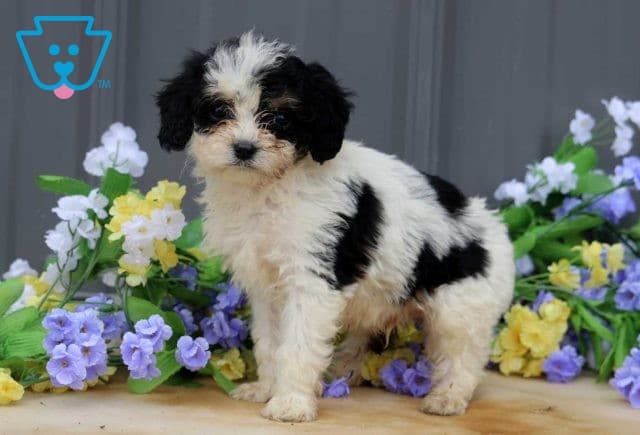 Alf Cavapoo