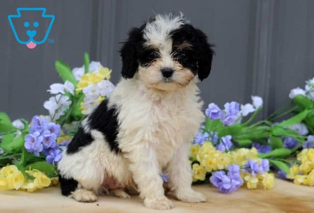 Alf Cavapoo2