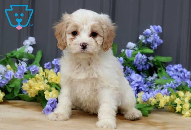 Allen Cavapoo