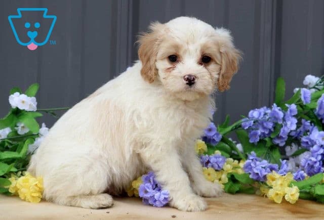 Allen Cavapoo2