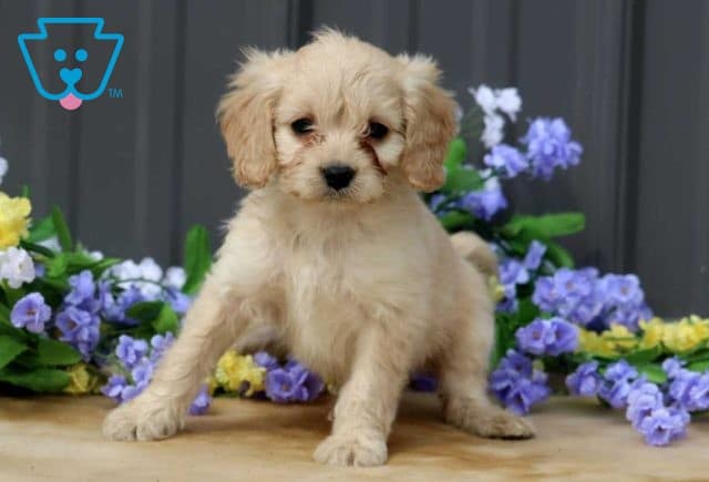 Allison Cavapoo