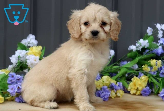Allison Cavapoo2