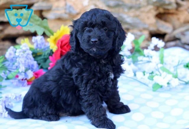 Andy Mini Goldendoodle