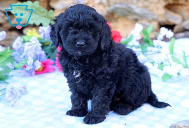 Andy Mini Goldendoodle.2