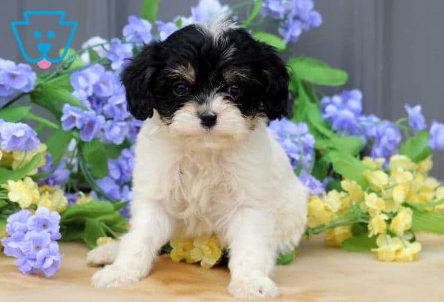 Angel Cavapoo