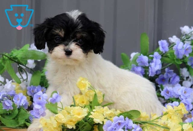 Angel Cavapoo2