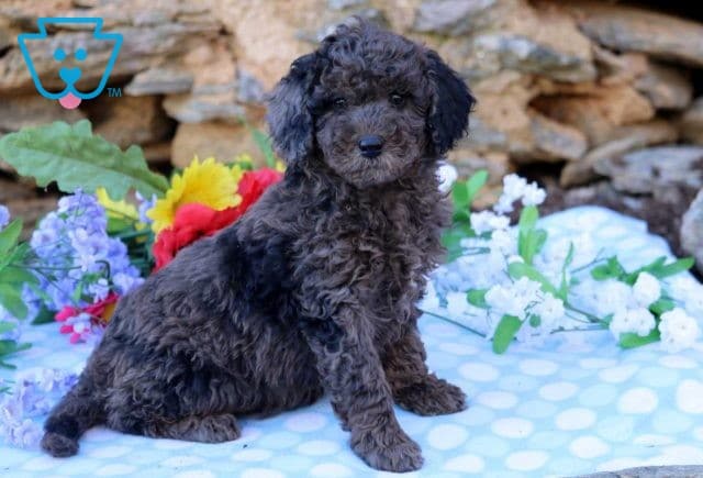 Anna Mini Goldendoodle
