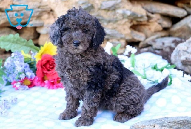 Anna Mini Goldendoodle2