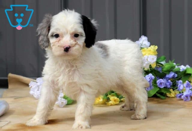 Anthony Cavapoo