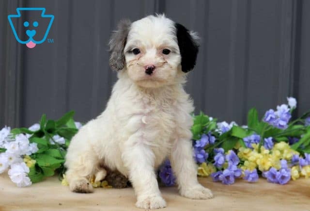 Anthony Cavapoo2