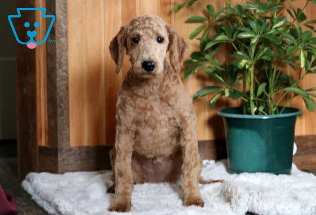 Arisa Mini Goldendoodle Retake