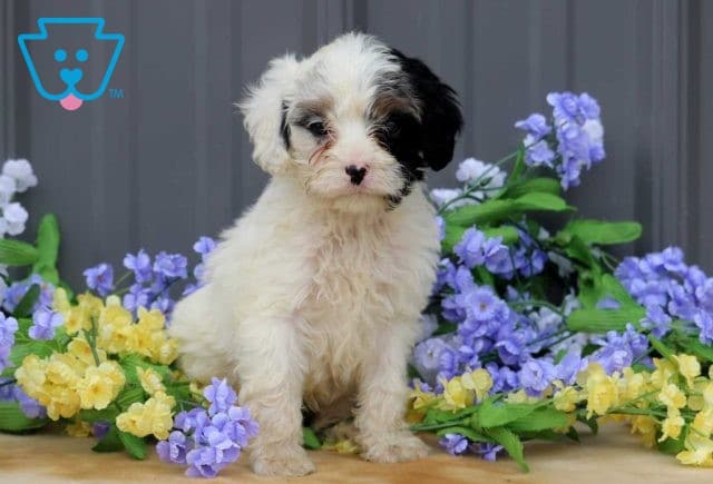 Arthur Cavapoo