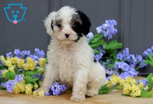 Arthur Cavapoo1