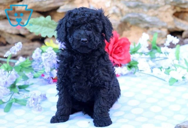 Arthur Mini Goldendoodle