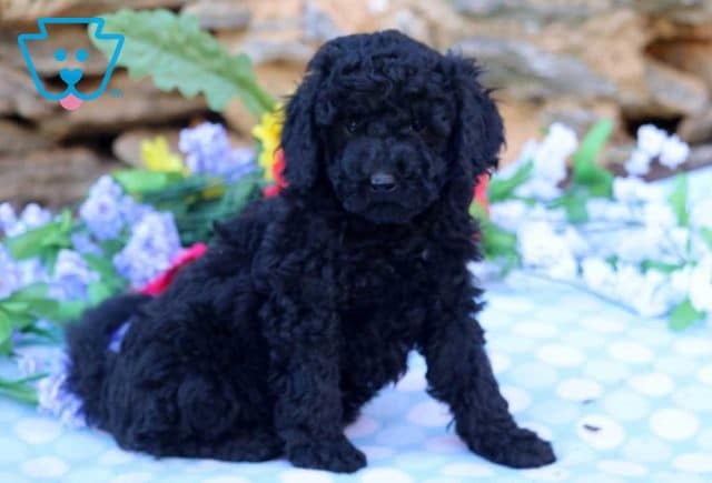 Arthur Mini Goldendoodle2