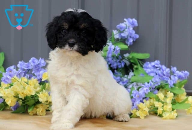 Arty Cavapoo