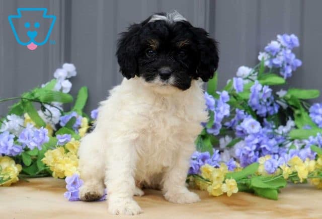 Arty Cavapoo2