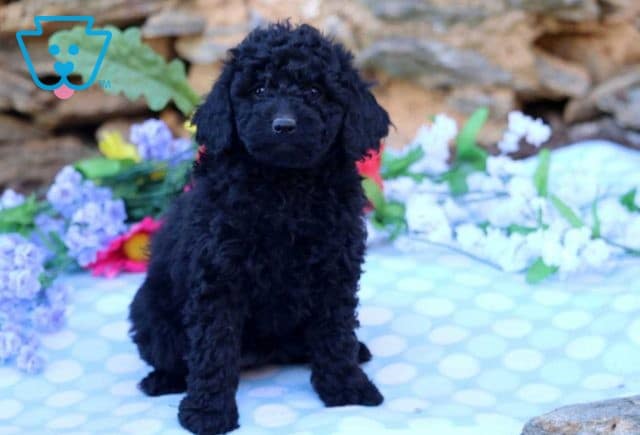 Ashley Mini Goldendoodle