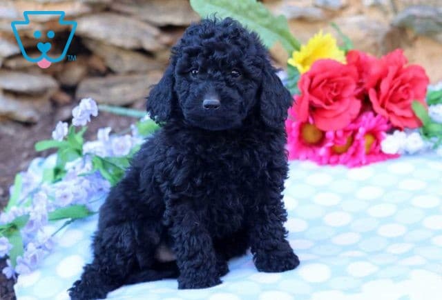 Ashley Mini Goldendoodle2