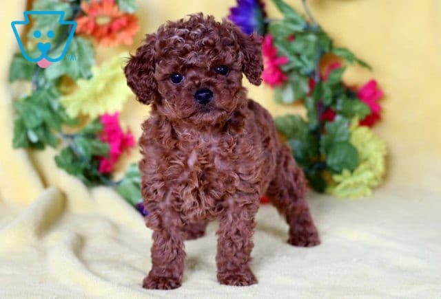Baby Mini Poodle