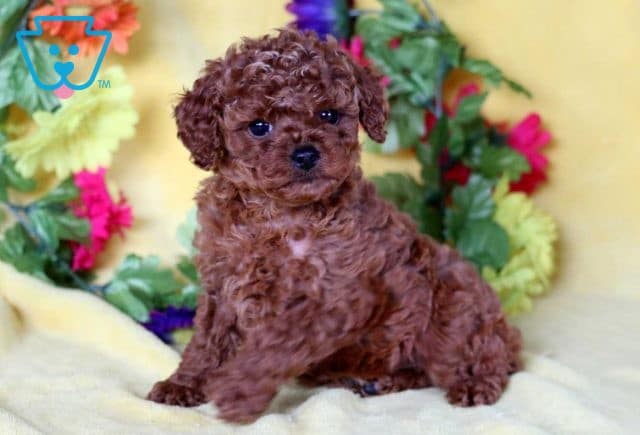 Baby Mini Poodle2