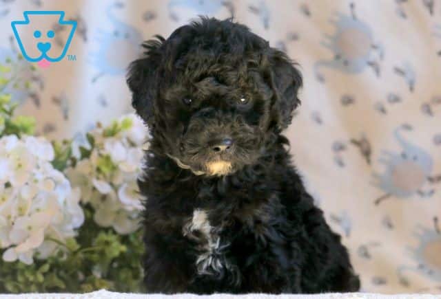 Bandit Mini Goldendoodle 1-001