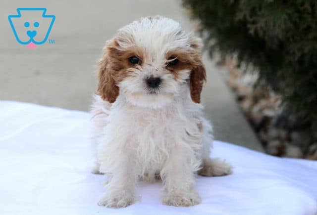 Barney Cavapoo