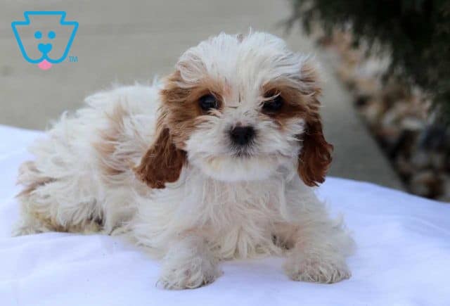 Barney Cavapoo2