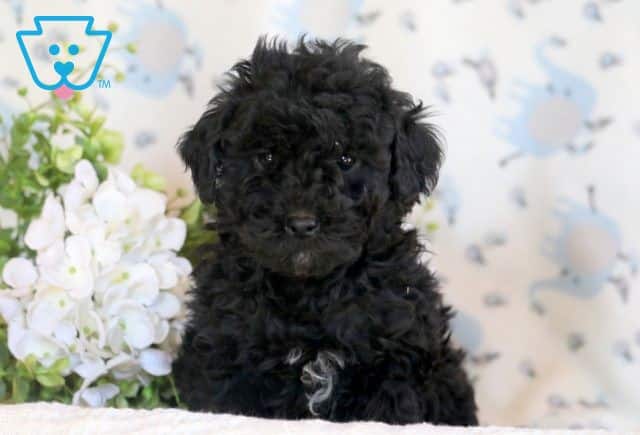 Bean Mini Goldendoodle 1-001