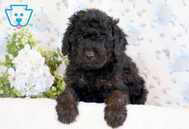 Benny 2-001