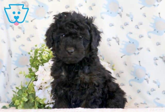 Benny Mini Goldendoodle 1-001