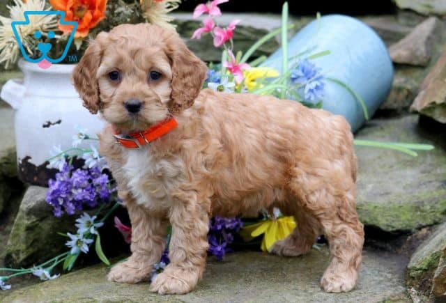 Bentley Cockapoo 1-001