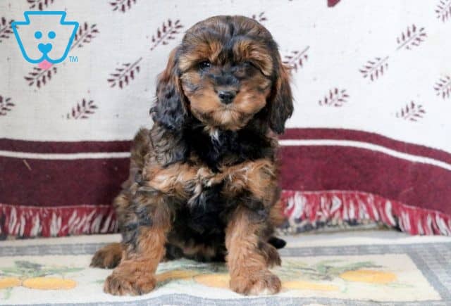 Brick Cavapoo 1-001